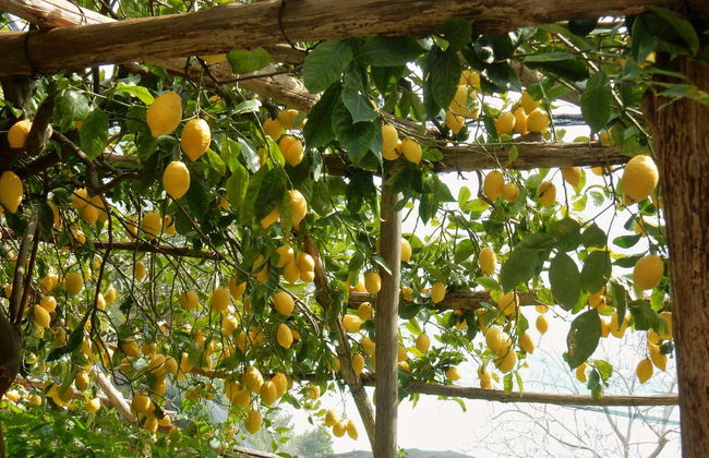 The Path of the Lemons Hike - Photo 2