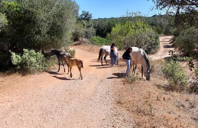 Horse Sanctuary: Une promenade dans la nature avec Rescued Horses à vos côtés - Photo 7