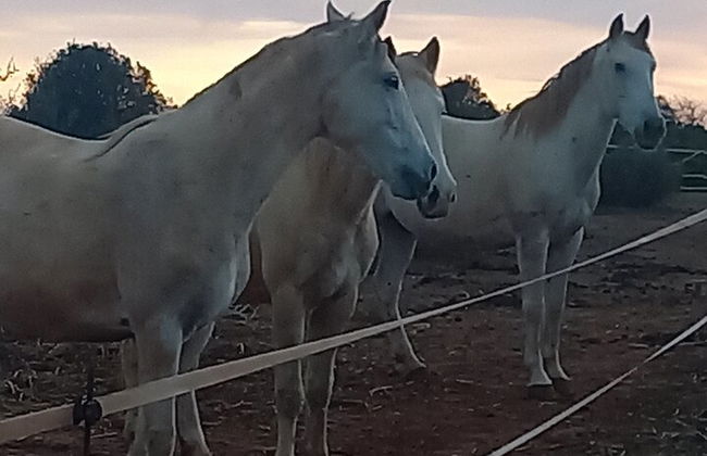 Horse Sanctuary: Une promenade dans la nature avec Rescued Horses à vos côtés - Photo 11
