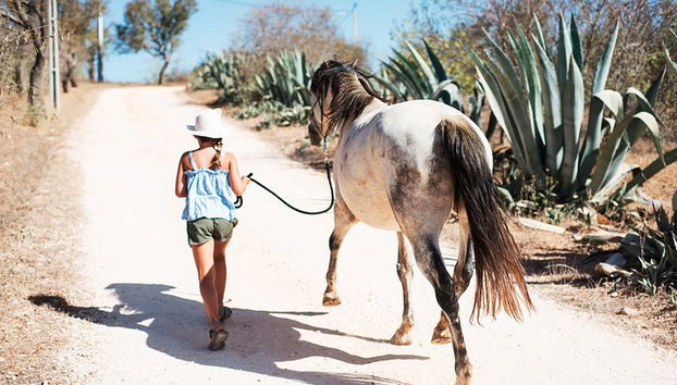 Horse Sanctuary: Une promenade dans la nature avec Rescued Horses à vos côtés - Photo 3