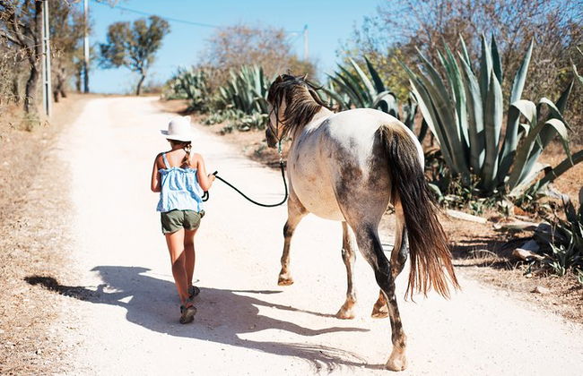 Horse Sanctuary: Une promenade dans la nature avec Rescued Horses à vos côtés - Photo 3