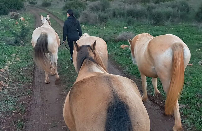 Horse Sanctuary: Une promenade dans la nature avec Rescued Horses à vos côtés - Photo 14