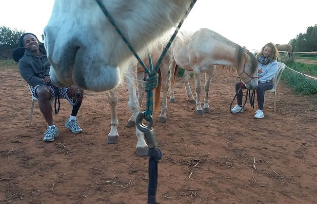 Horse Sanctuary: Une promenade dans la nature avec Rescued Horses à vos côtés - Photo 10