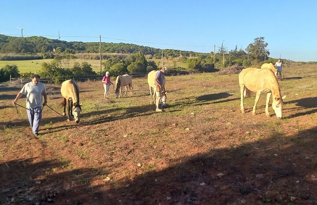 Horse Sanctuary: Une promenade dans la nature avec Rescued Horses à vos côtés - Photo 12