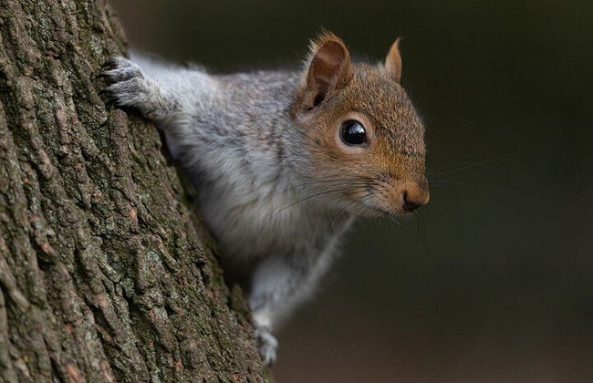 TORINO: Squirrel Tour at Valentino Park - Foto 1