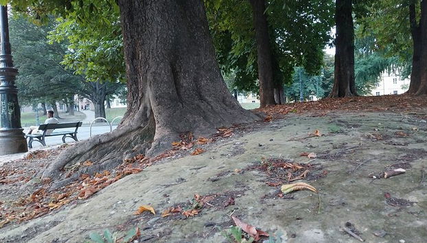 TURIN: Visite des écureuils au parc Valentino - Photo 3