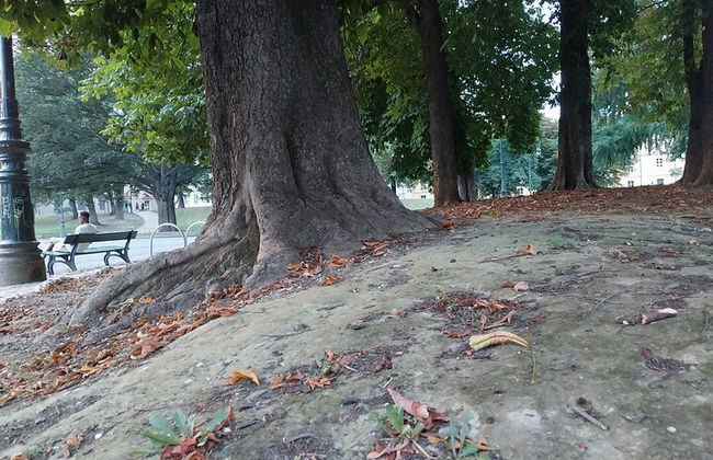 TORINO: Squirrel Tour at Valentino Park - Foto 3