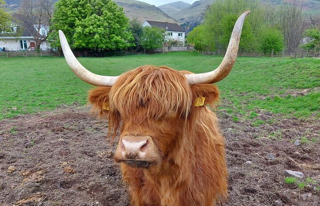 Visita privada y degustación a la destilería de whisky Highlands & Lowlands - Foto 13