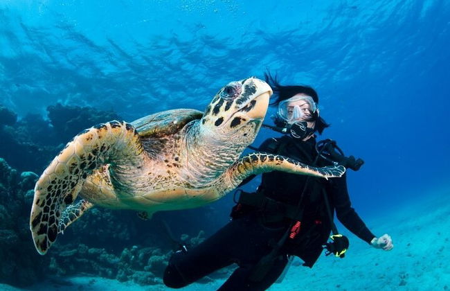 Alanya plongée sous-marine avec deux plongées, déjeuner et transfert - Photo 4