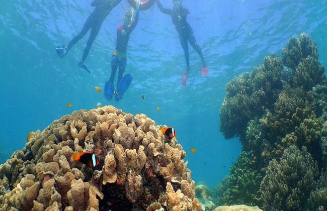 Ocean Spirit Michaelmas Cay Cruise - Photo 6