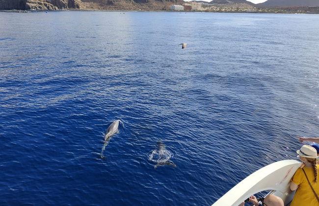 Observation de cétacés à Los Cristianos - Photo 3