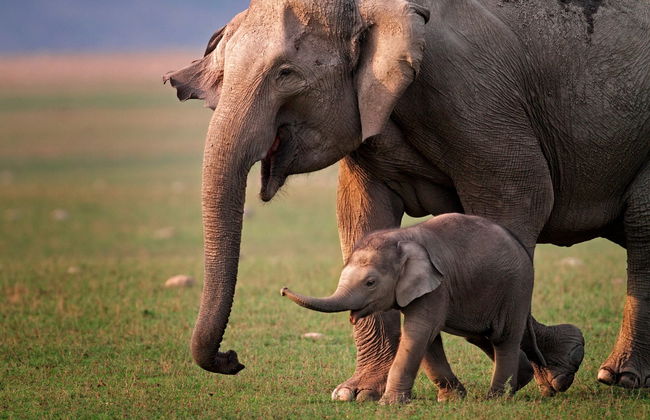 Excursión al Centro de Conservación y Cuidado de Elefantes - Foto 1
