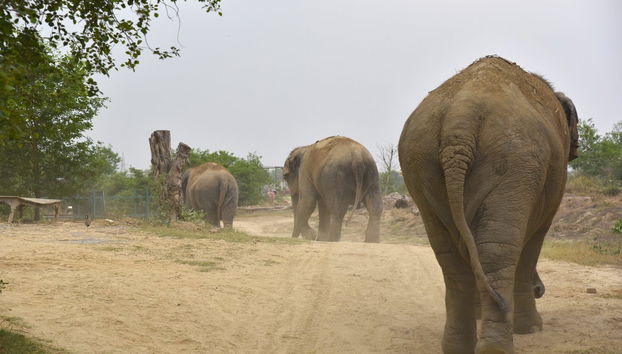 Excursión al Centro de Conservación y Cuidado de Elefantes - Foto 3