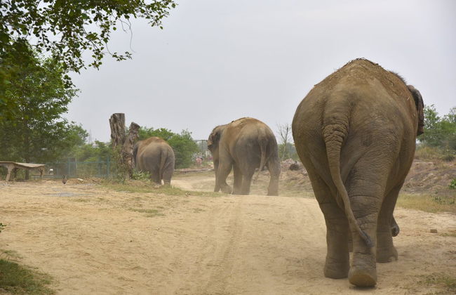 Excursión al Centro de Conservación y Cuidado de Elefantes - Foto 3