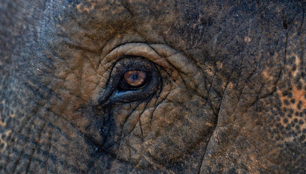 Excursión al Centro de Conservación y Cuidado de Elefantes - Foto 2