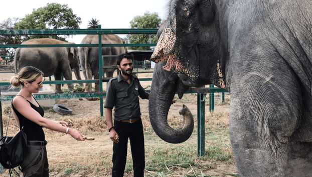 Elephant Conservation and Care Center Day Trip - Foto 2