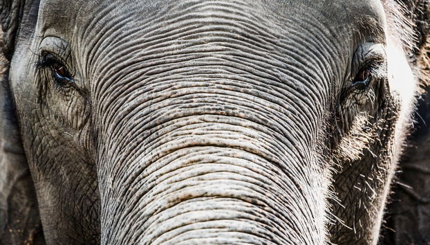 Excursión al Centro de Conservación y Cuidado de Elefantes - Foto 5