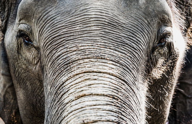 Excursión al Centro de Conservación y Cuidado de Elefantes - Foto 5