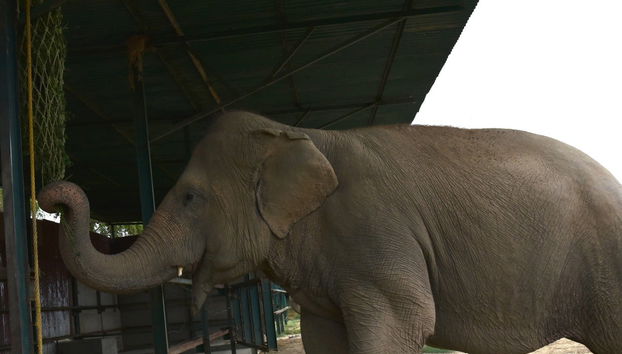 Excursión al Centro de Conservación y Cuidado de Elefantes - Foto 4