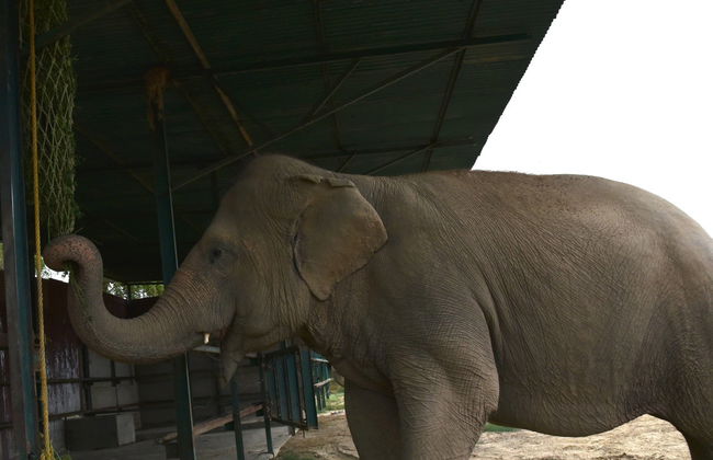 Excursión al Centro de Conservación y Cuidado de Elefantes - Foto 4