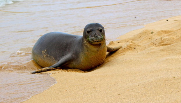 Desertas Islands Schooner Cruise + Snorkelling - Foto 3