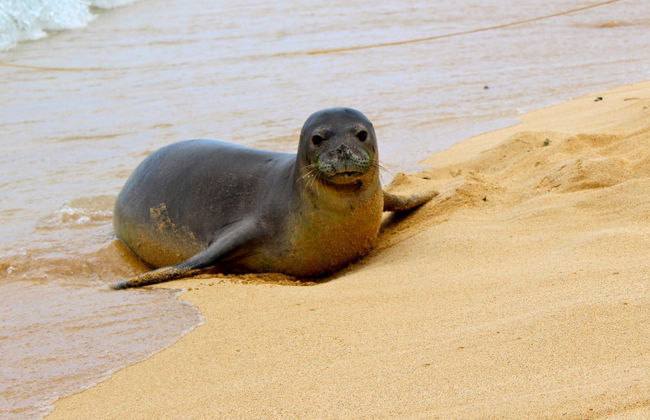 Desertas Islands Schooner Cruise + Snorkelling - Foto 3