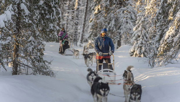 Corsa con cani da slitta a Rovaniemi - Foto 3