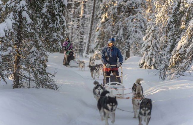 Corsa con cani da slitta a Rovaniemi - Foto 3