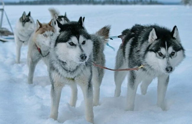 Paseo en trineo de perros husky por Rovaniemi - Foto 3