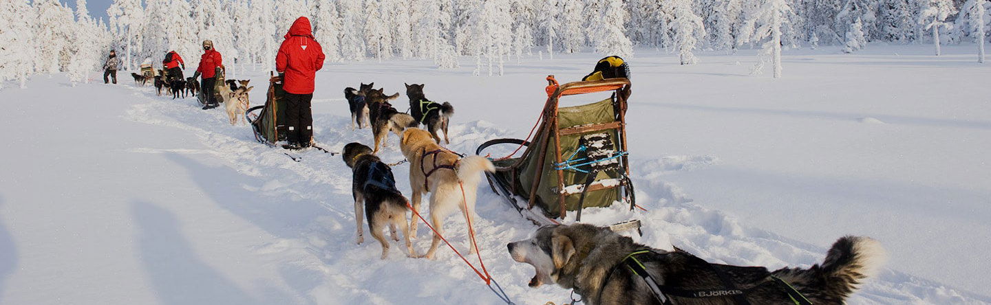 Paseo en trineo de perros husky por Rovaniemi - Foto 1