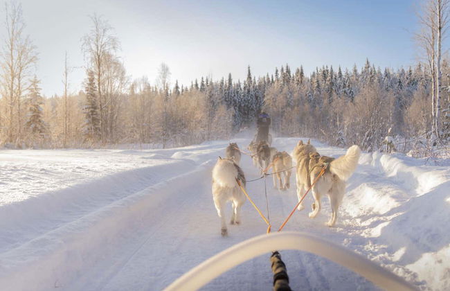 Corsa con cani da slitta a Rovaniemi - Foto 1