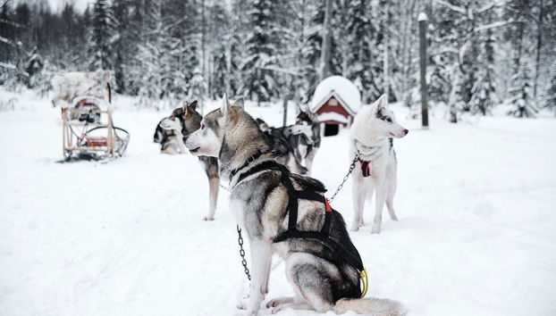 Balade en traîneau tiré par des chiens huskies à Rovaniemi - Photo 3
