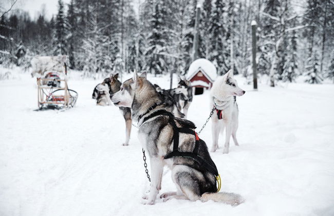 Husky Sleigh Ride - Photo 3