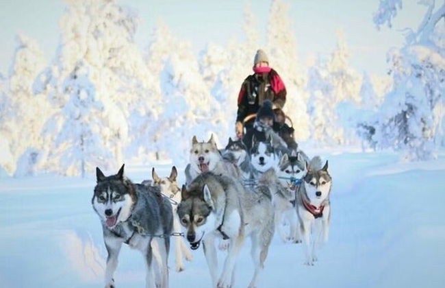 Paseo en trineo de perros husky por Rovaniemi - Foto 4
