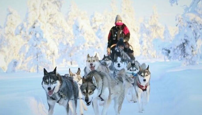 Paseo en trineo de perros husky por Rovaniemi - Foto 1