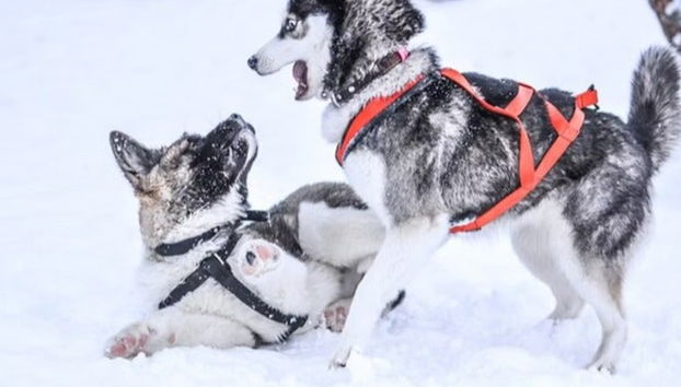 Balade en traîneau tiré par des chiens huskies à Rovaniemi - Photo 4