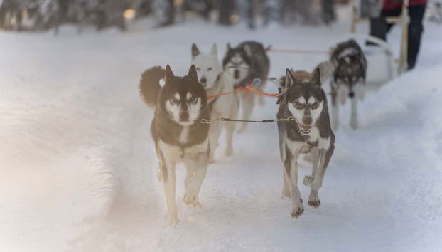 Corsa con cani da slitta a Rovaniemi - Foto 2
