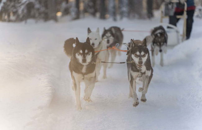 Corsa con cani da slitta a Rovaniemi - Foto 2