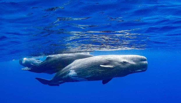 Avistamiento de delfines y ballenas en catamarán - Foto 2