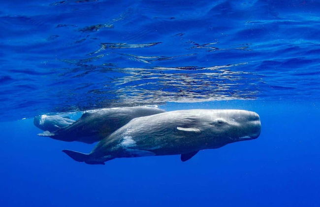 Avistamiento de delfines y ballenas en catamarán - Foto 2