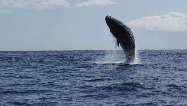 Avistamiento de delfines y ballenas en catamarán - Foto 4