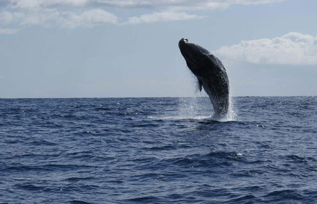 Avistamiento de delfines y ballenas en catamarán - Foto 4