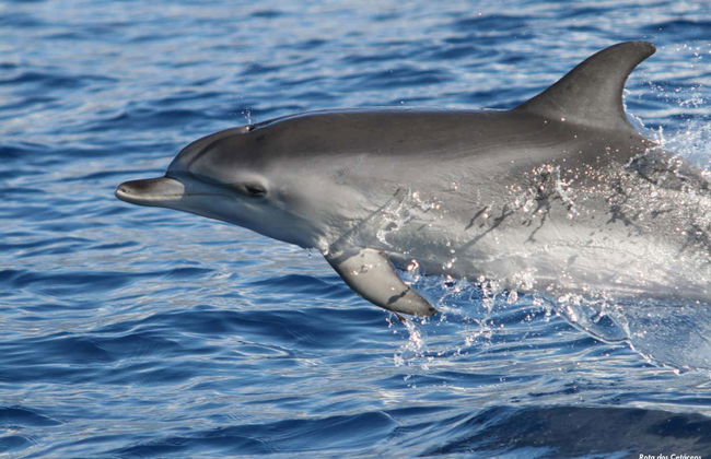 Avistamiento de delfines y ballenas en catamarán - Foto 1