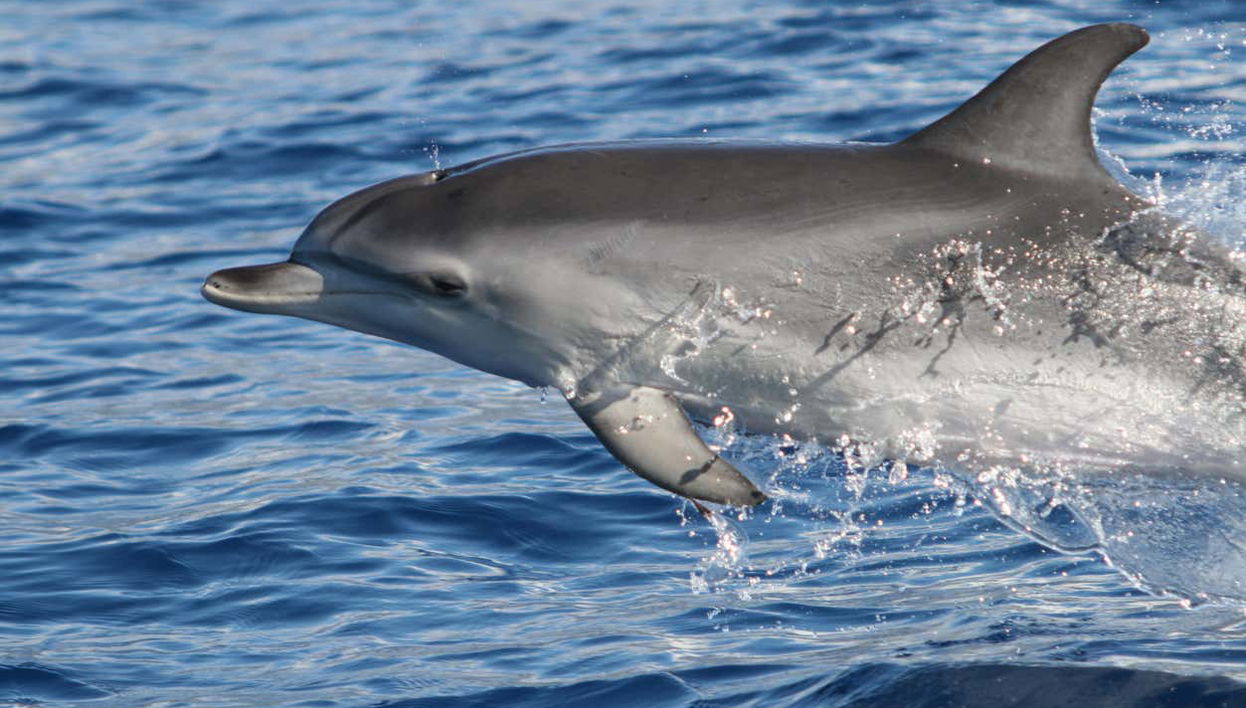 Avistamiento de delfines y ballenas en catamarán - Foto 1