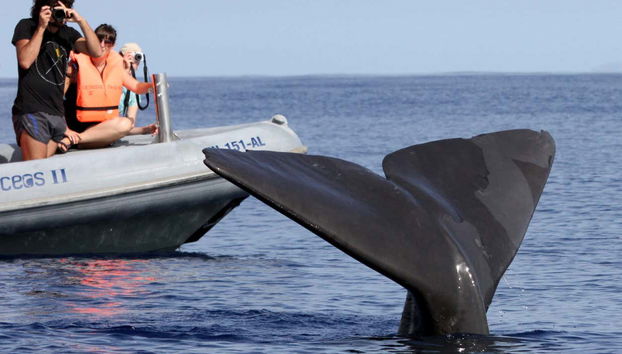 Avistamiento de delfines y ballenas en catamarán - Foto 5