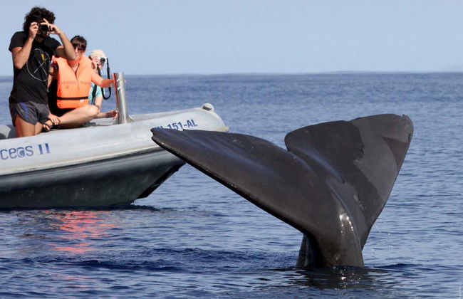 Avistamiento de delfines y ballenas en catamarán - Foto 5