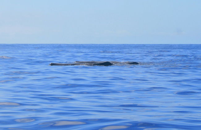 Avistamiento de delfines y ballenas en catamarán - Foto 5