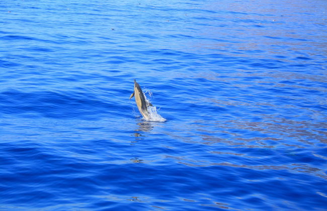 Avistamiento de delfines y ballenas en catamarán - Foto 3