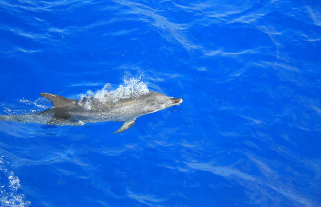 Avistamiento de delfines y ballenas en catamarán - Foto 4
