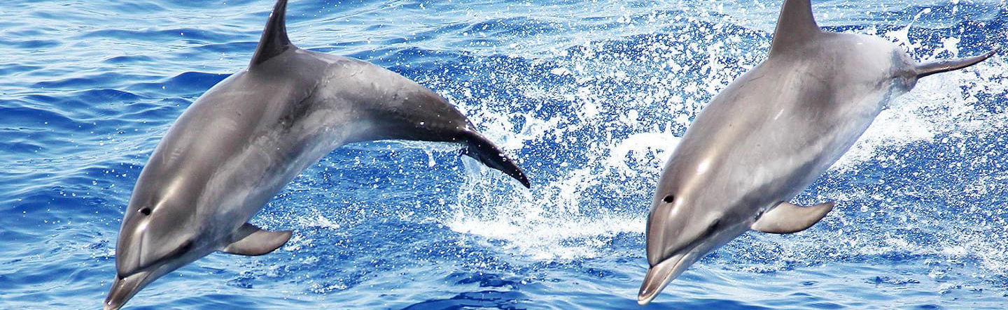 Whale & Dolphin Watching Cruise - Foto 1